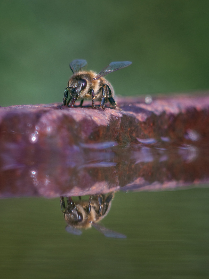 Bienen-Spiegel