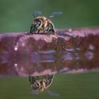 Bienen-Spiegel