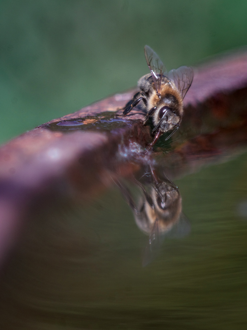 Bienen-Spiegel