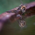 Bienen-Spiegel