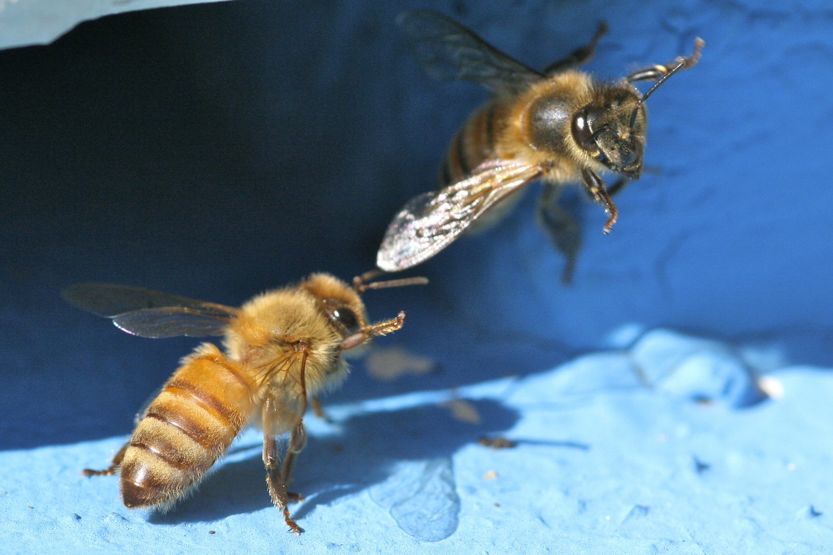 Bienen-start