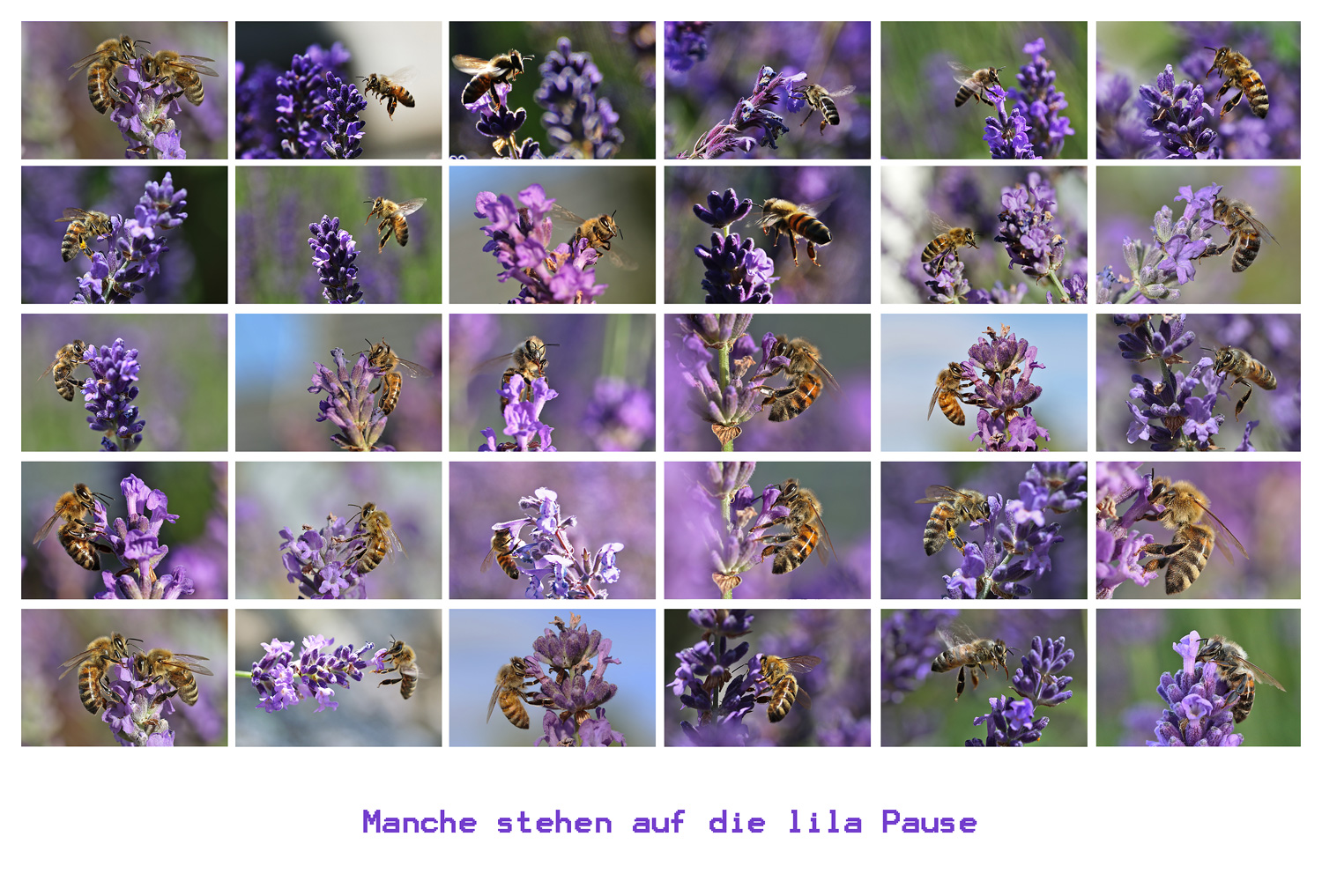 Bienen stehen auf die lila Pause