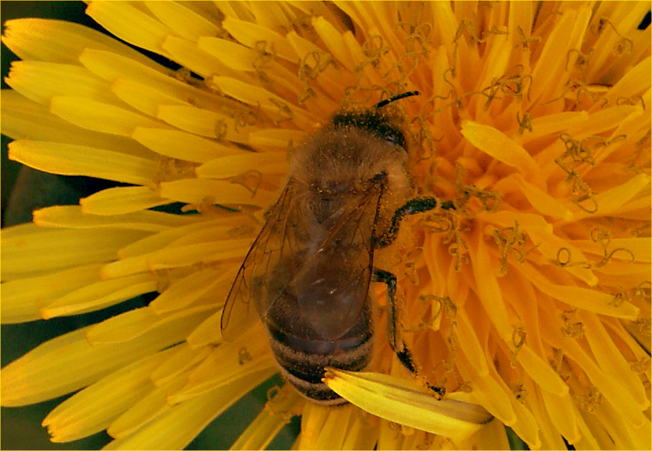 Bienen sterben aus