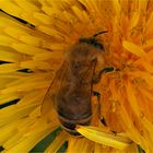 Bienen sterben aus