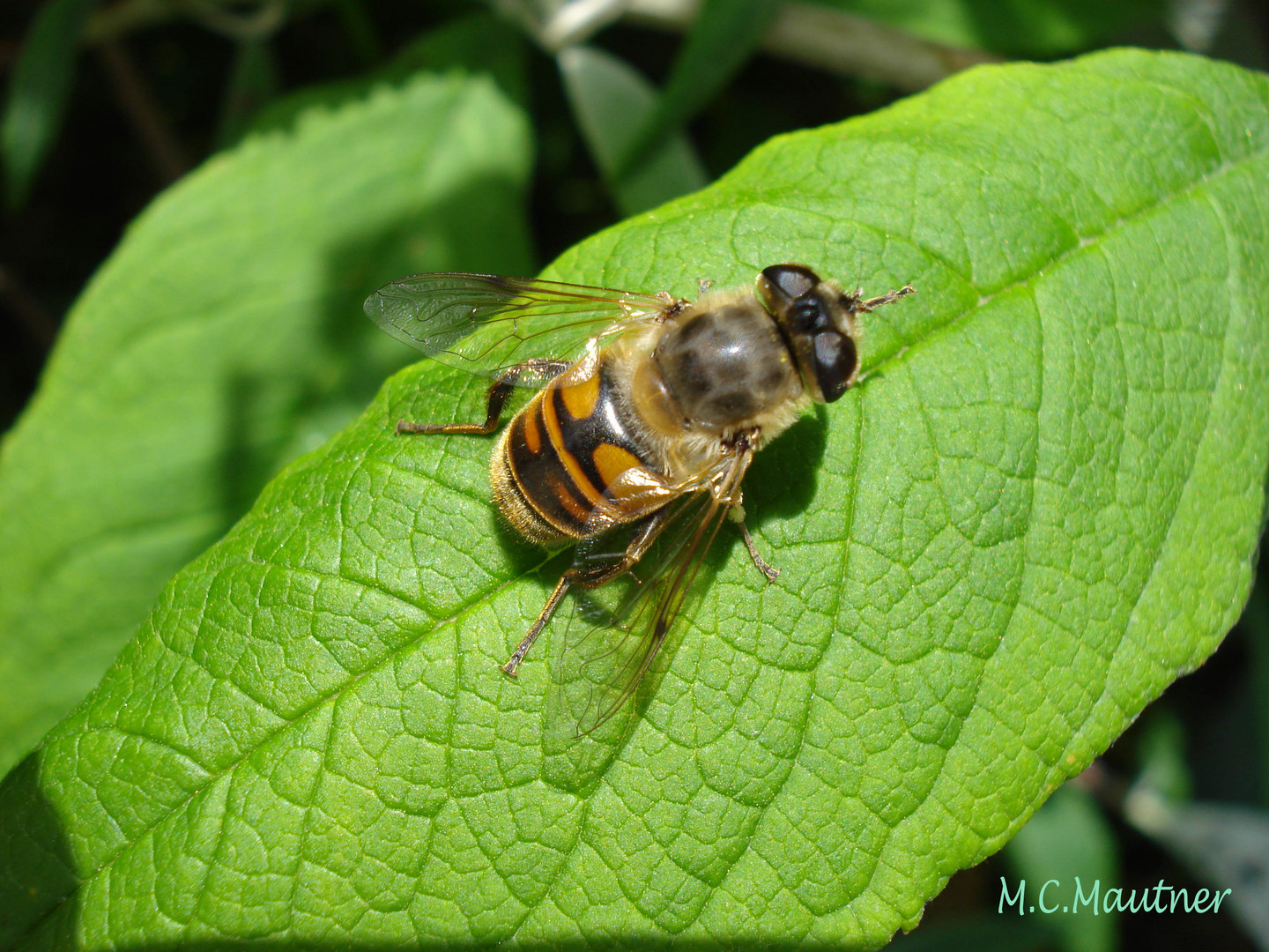 Bienen - Stopp . . . Pollenträger in der Pause