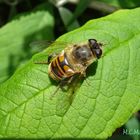 Bienen - Stopp . . . Pollenträger in der Pause