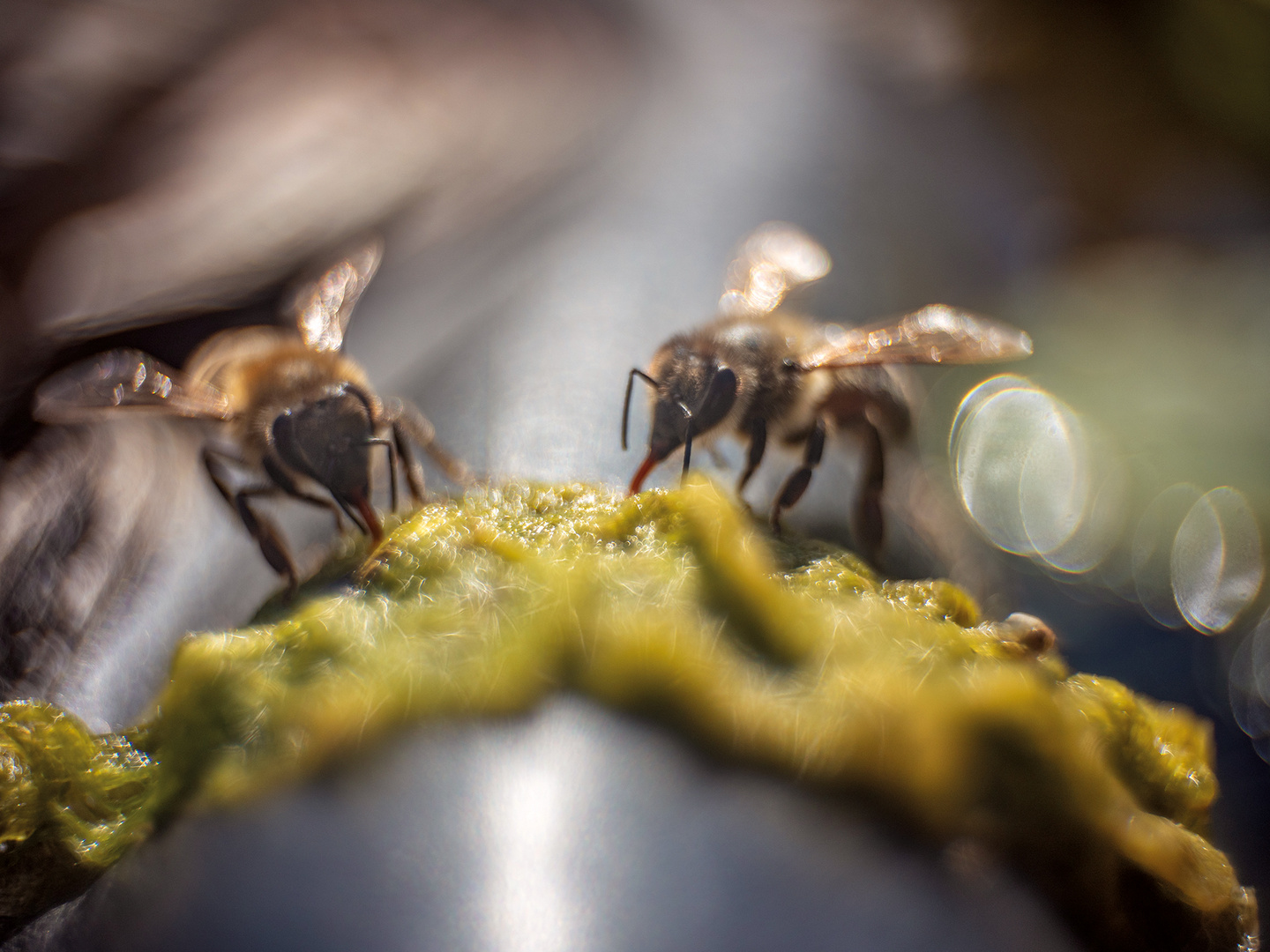 Bienen-Takstelle