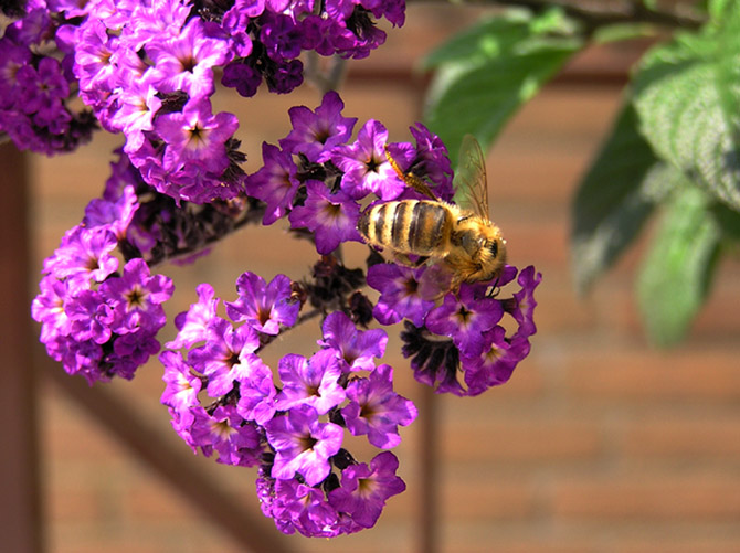 Bienen Tankstelle