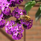 Bienen Tankstelle