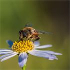 Bienen-Tankstelle