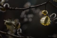 "Bienen-Tankstelle"