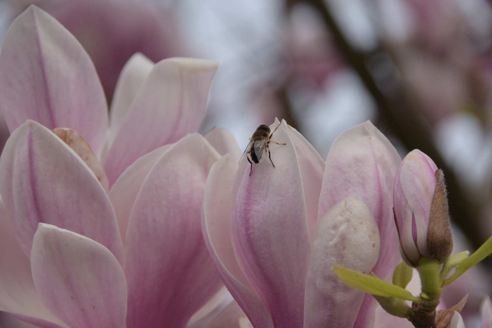 Bienen Tasting