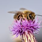 Bienen träumen mit offenen Augen