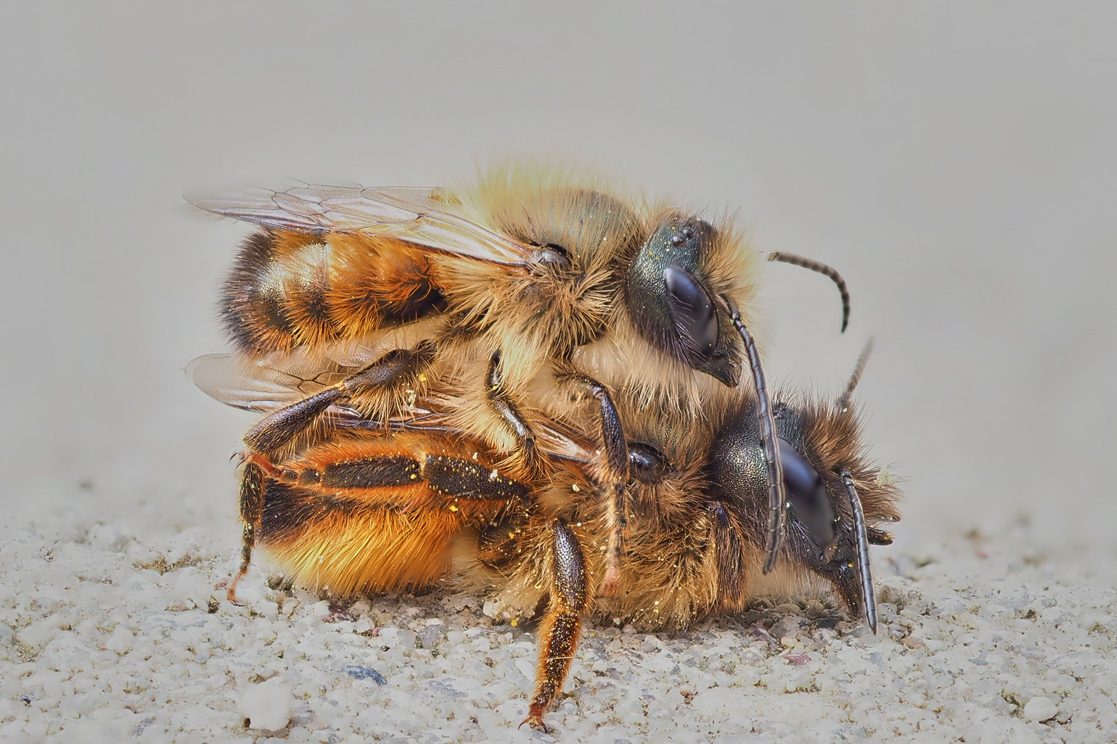 Bienen Transport im Huckepack.............