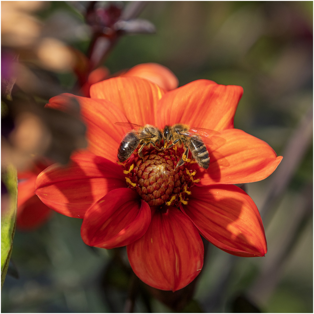 Bienen Treffen