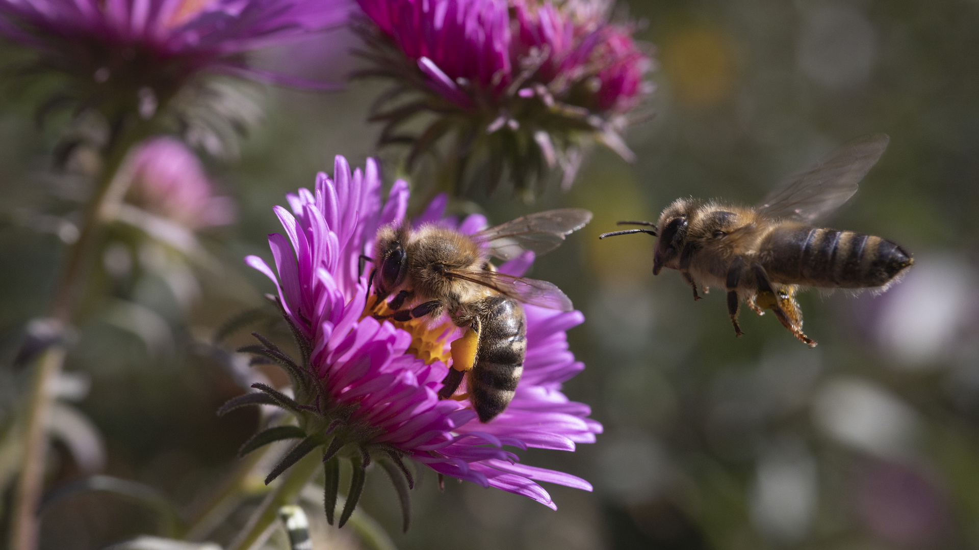 Bienen und Astern