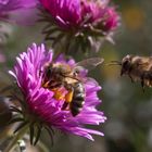 Bienen und Astern