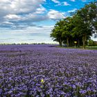 Bienen- und Augenweide