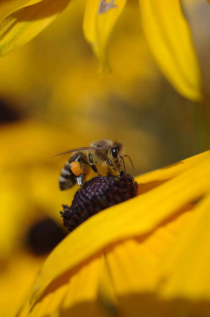 Bienen und Blümchen?