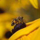 Bienen und Blümchen?