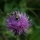 Bienen und Blüte II