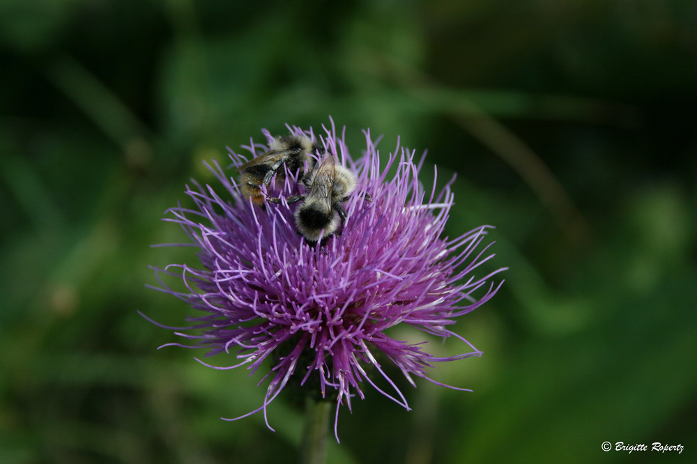 Bienen und Blüte II