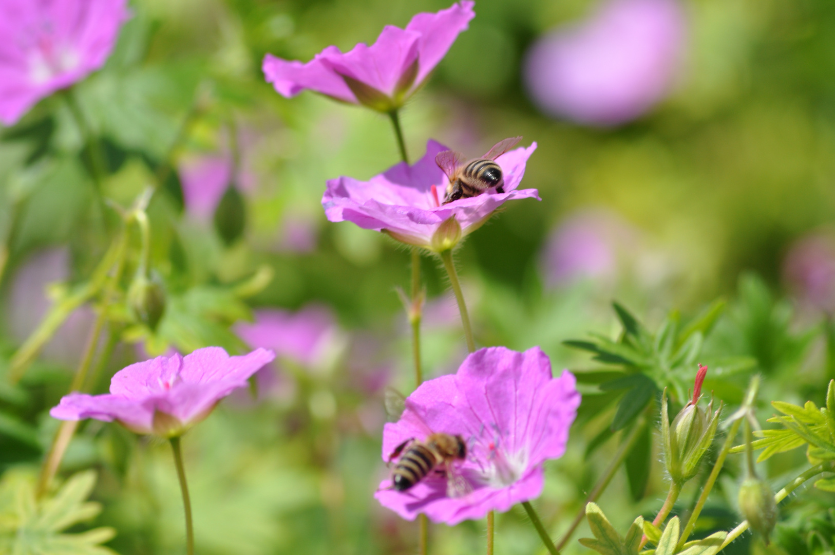 Bienen und Blüten 2