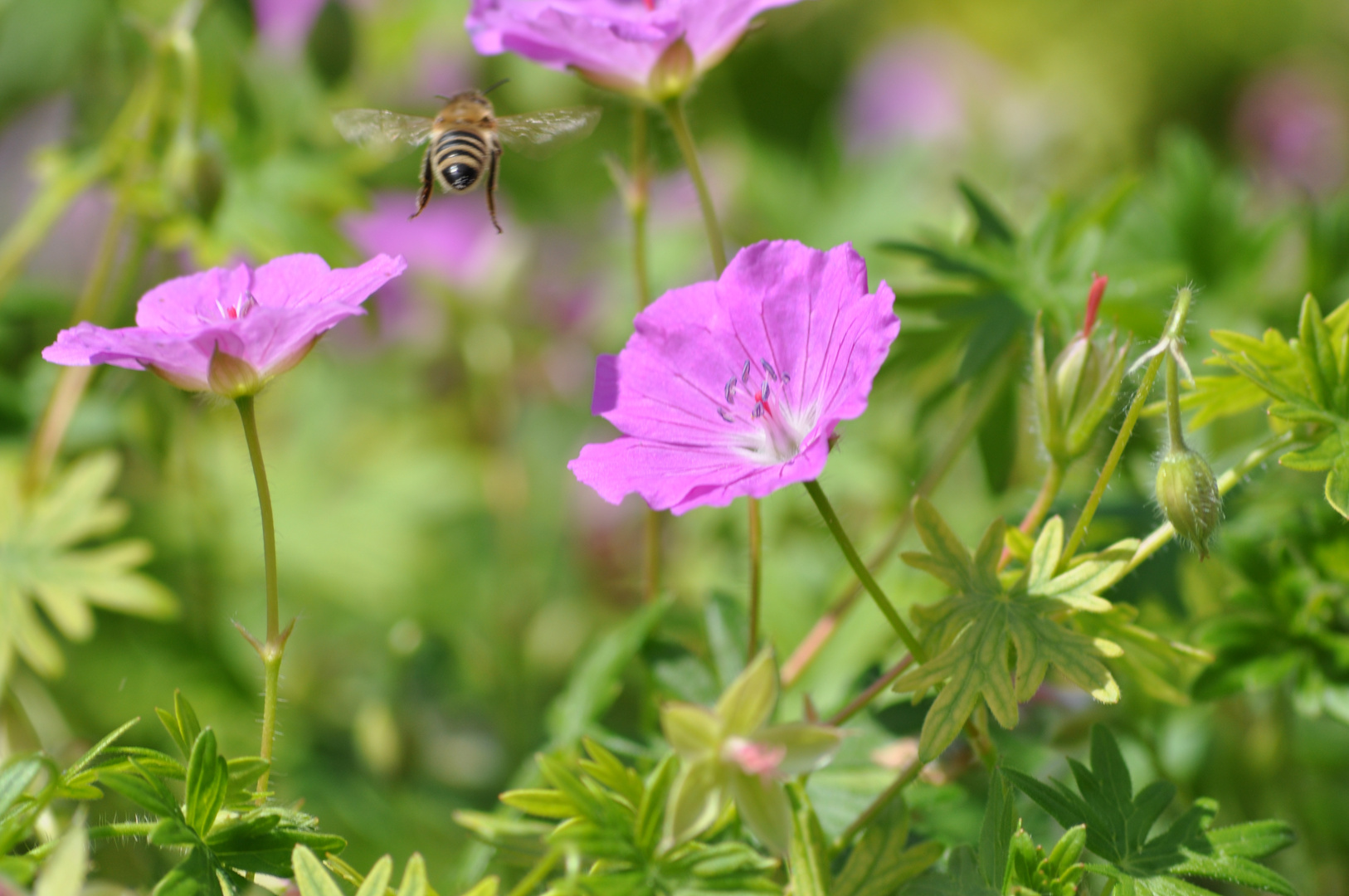 Bienen und Blüten