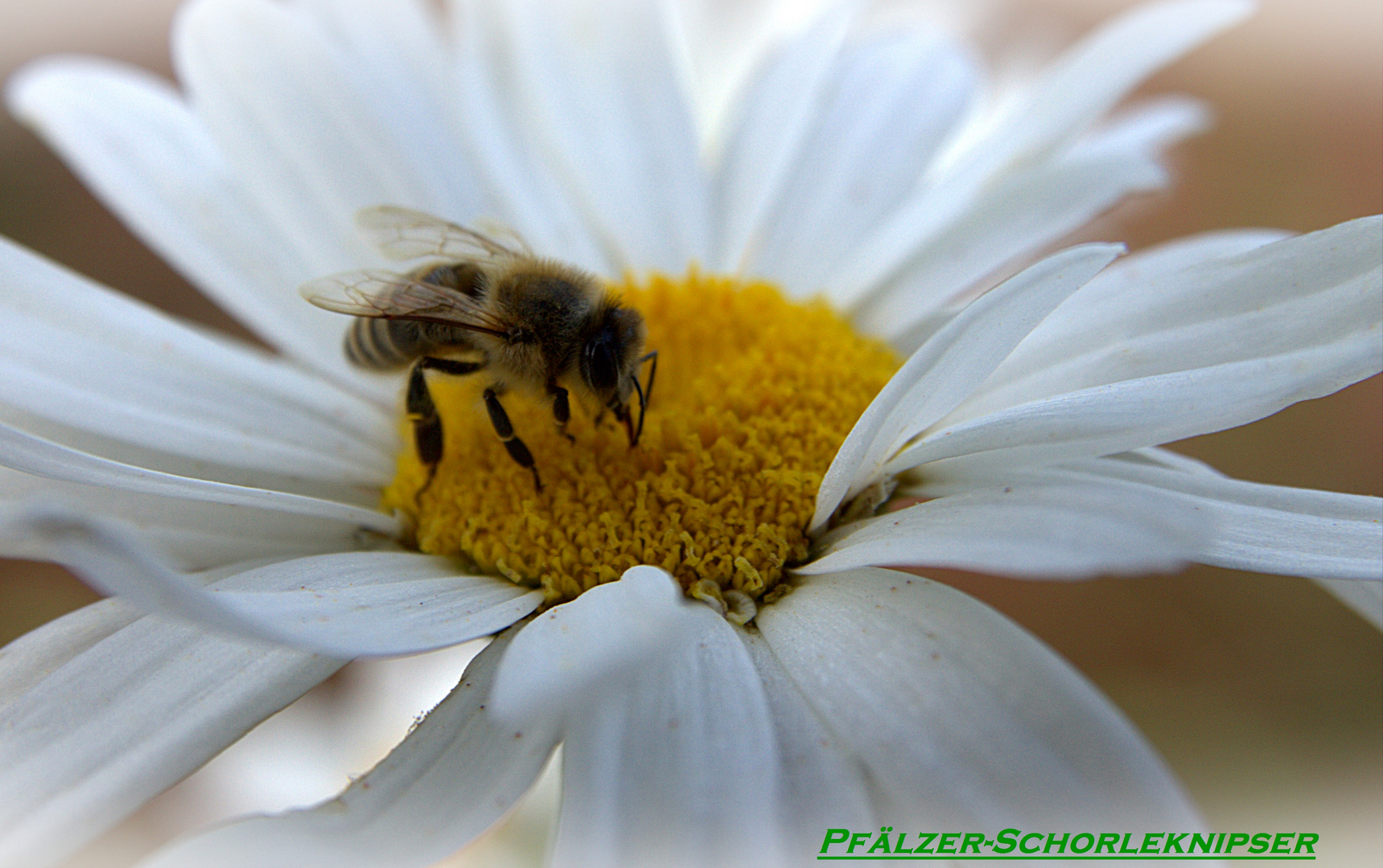 Bienen und Blüten