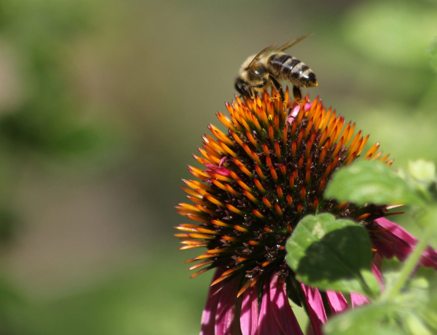 Bienen und Blüten