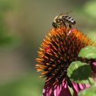 Bienen und Blüten