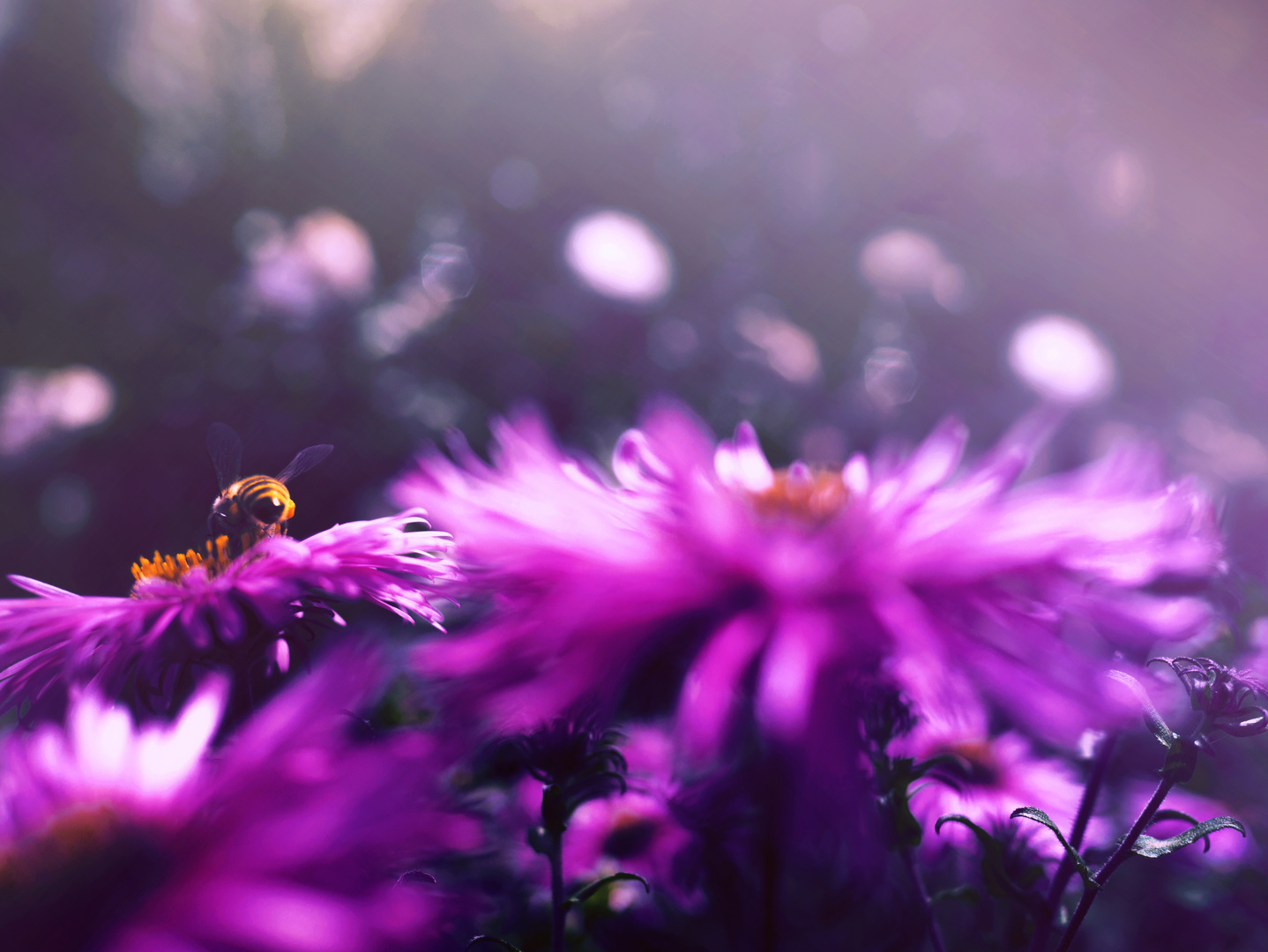 bienen und blüten