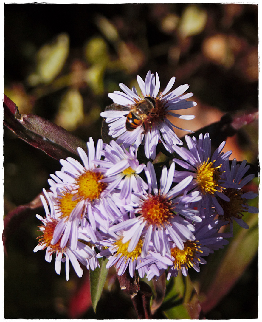 Bienen und Blüten, ein schöner Anblick