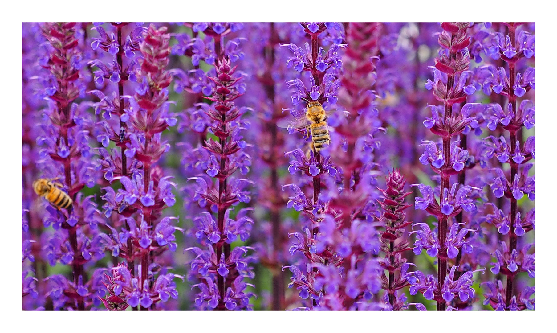 Bienen und Blüten