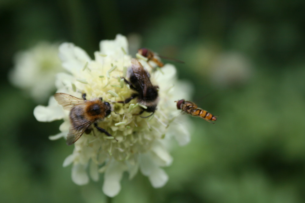 Bienen und Blume