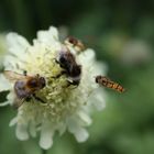 Bienen und Blume