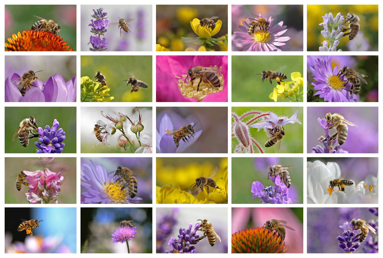 Bienen und Blumen