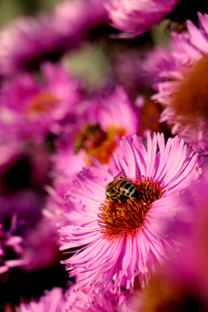 Bienen und Blumen