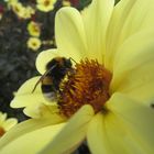 Bienen und Blumen