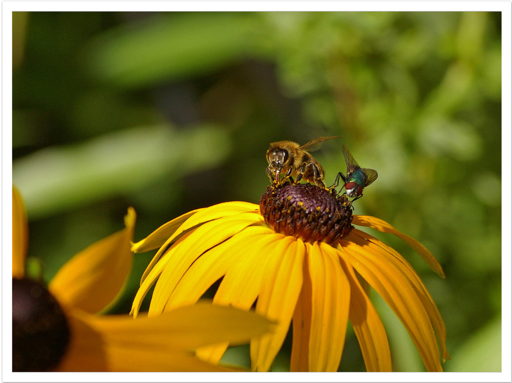 Bienen und Blumen...