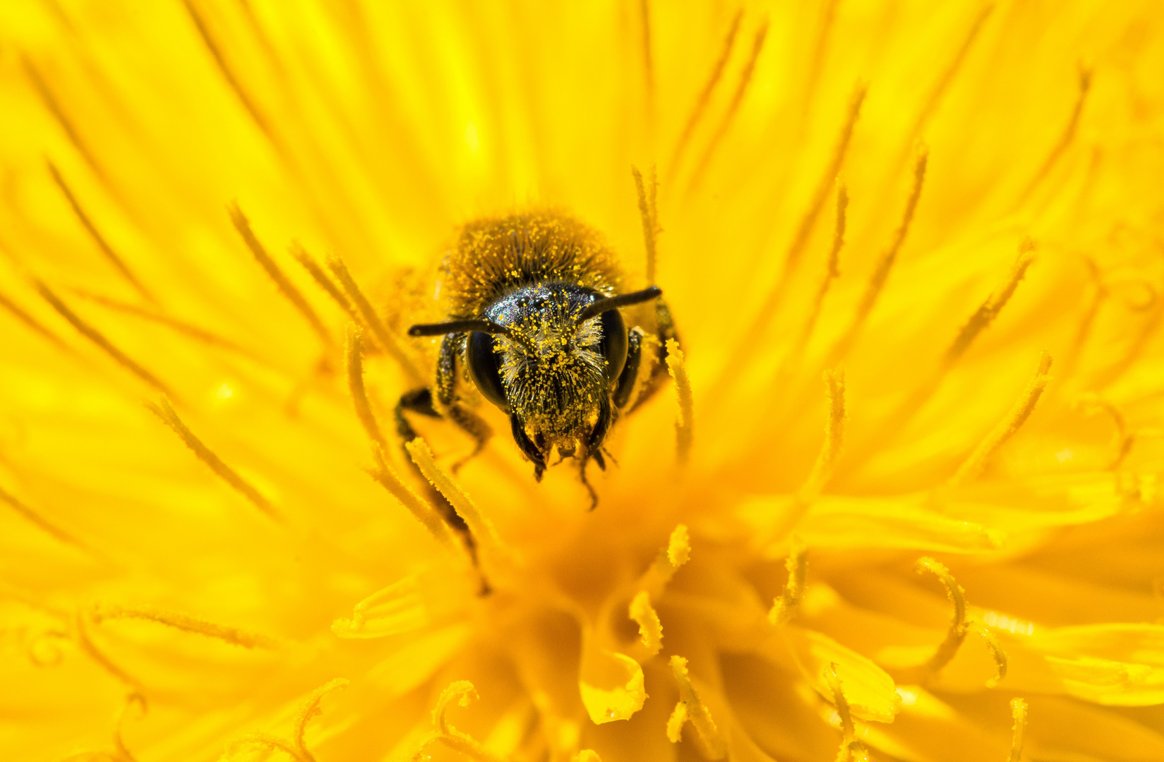 Bienen und Blumen