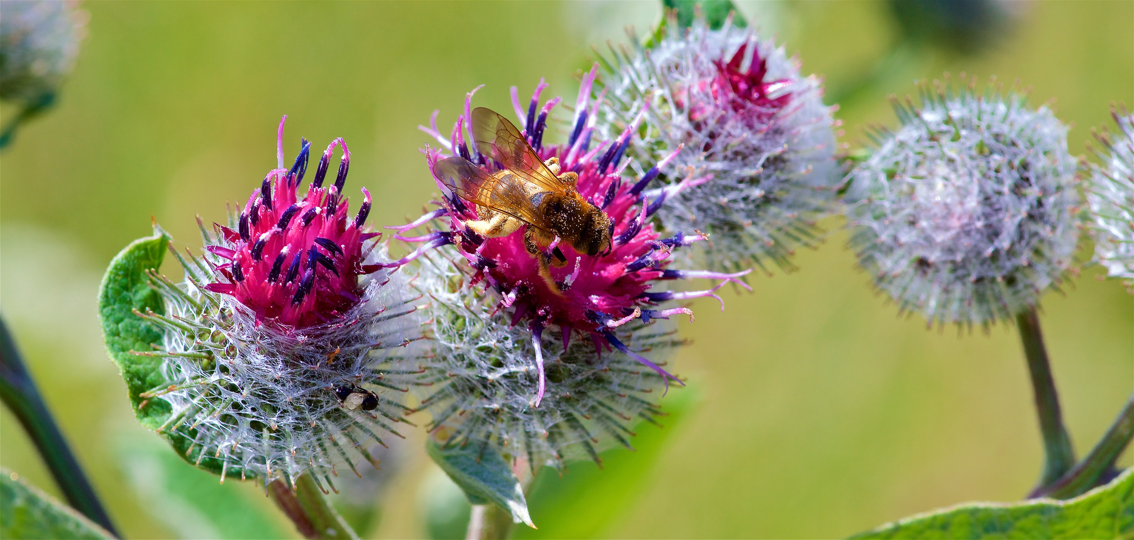 Bienen und Blumen Foto & Bild deutschland, europe, bayern Bilder auf
