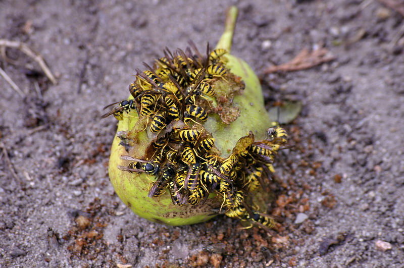 Bienen und die Birne