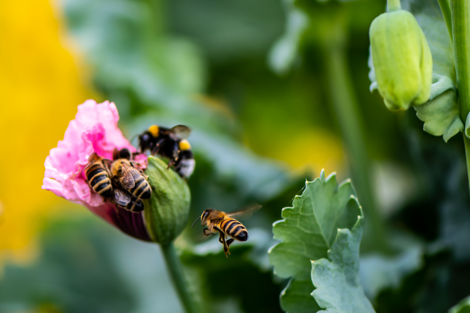 Bienen und Hummel