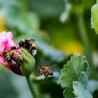 Bienen und Hummel