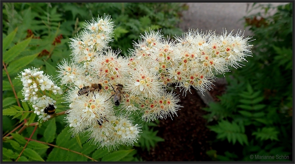 Bienen und Hummeln...