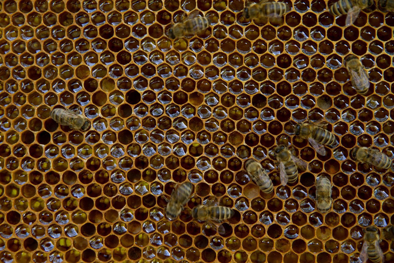 Bienen und ihr Honig