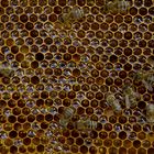 Bienen und ihr Honig