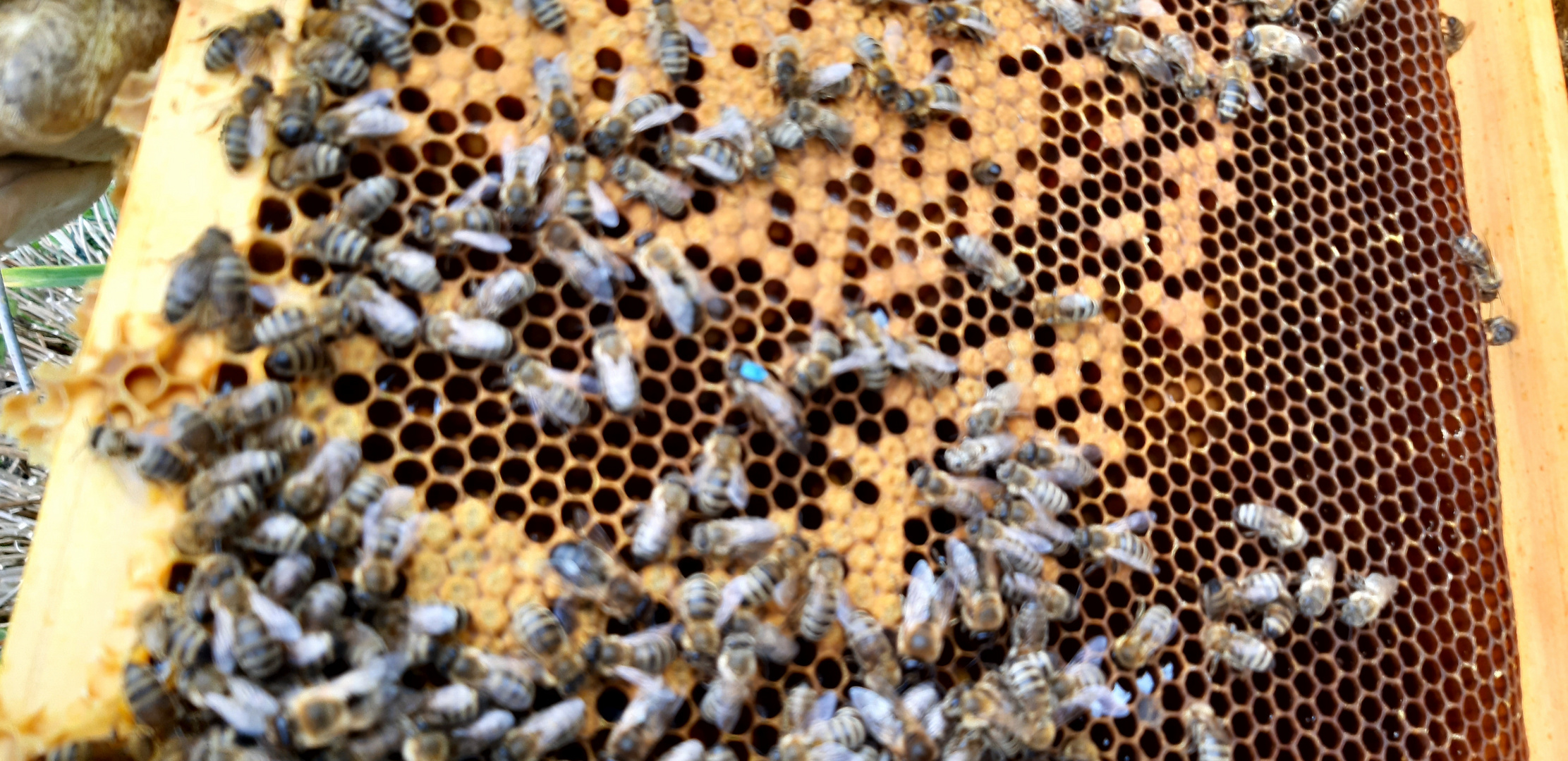 Bienen und Königin blau 