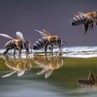 Bienen und "Meeresrauschen":_)